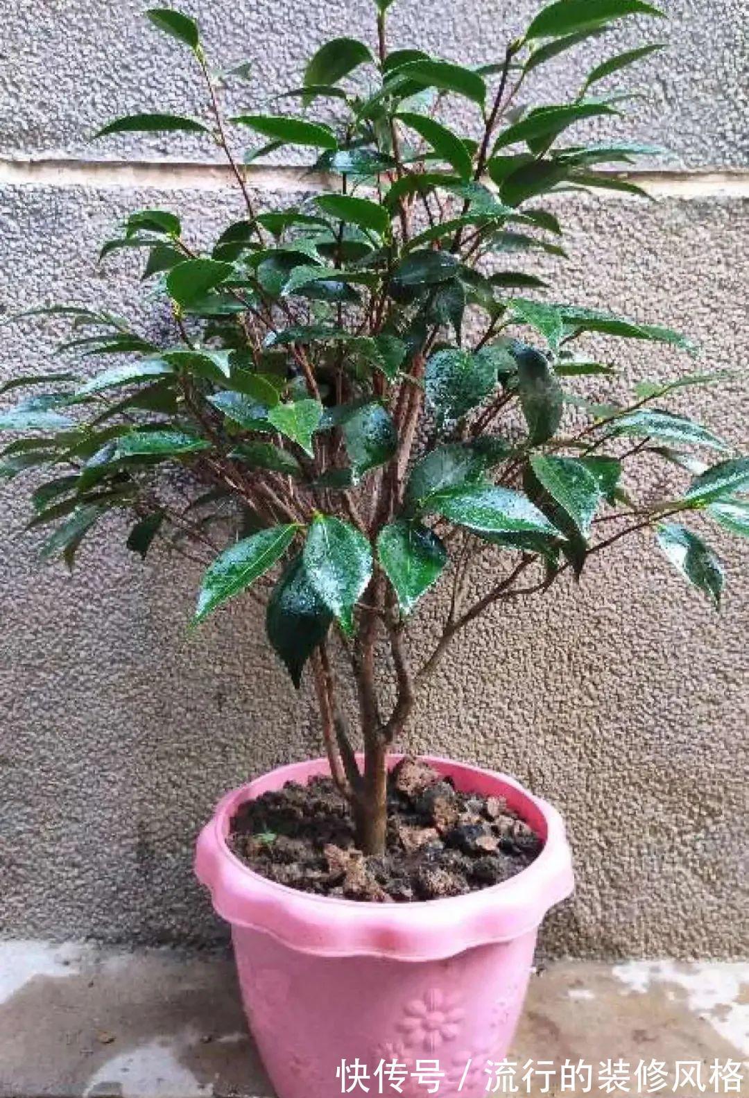 君子兰|8种花夏天不能买,买回来就死,白浪费钱