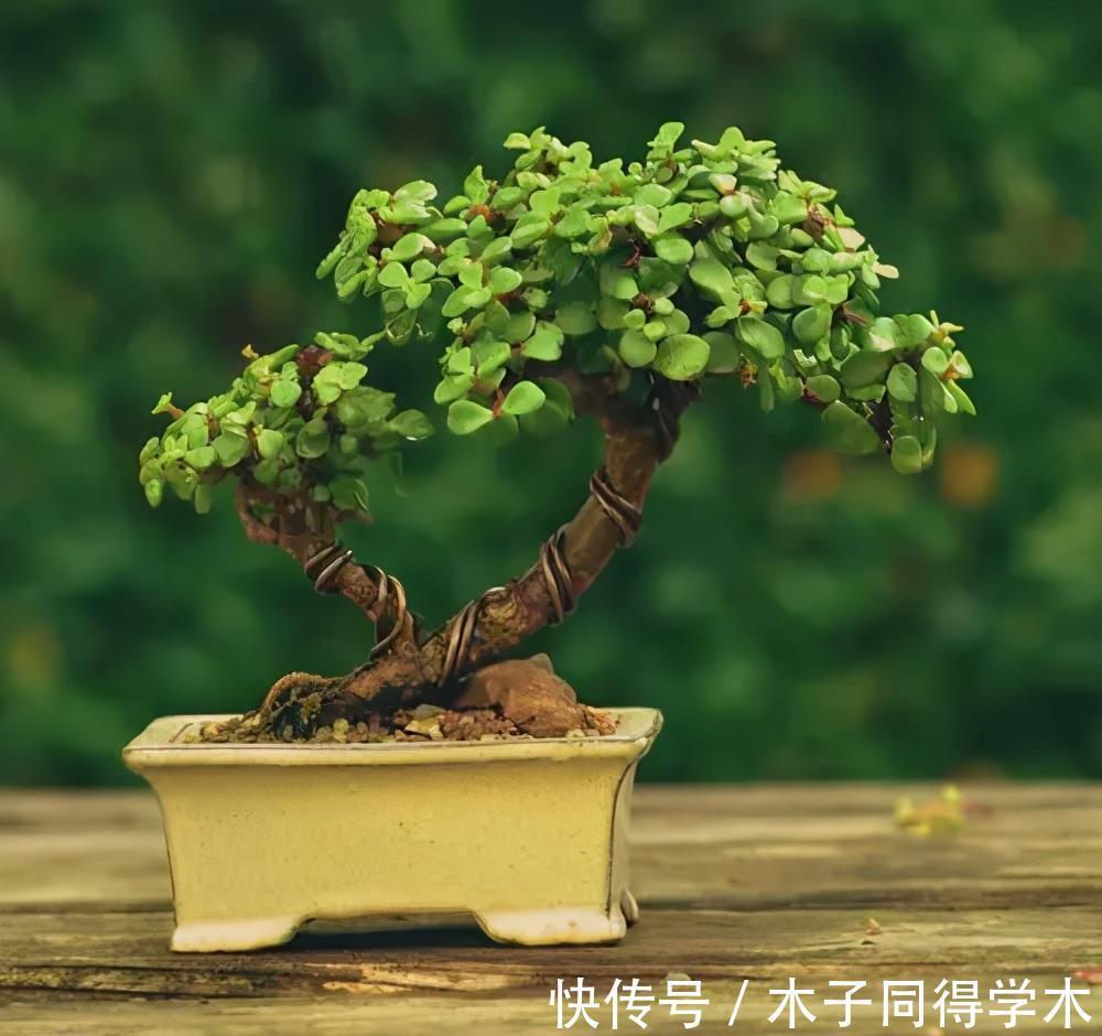 金枝玉叶|4种漂亮花，7月别忘了修剪，还能再开一茬花，剪得越狠花朵越多