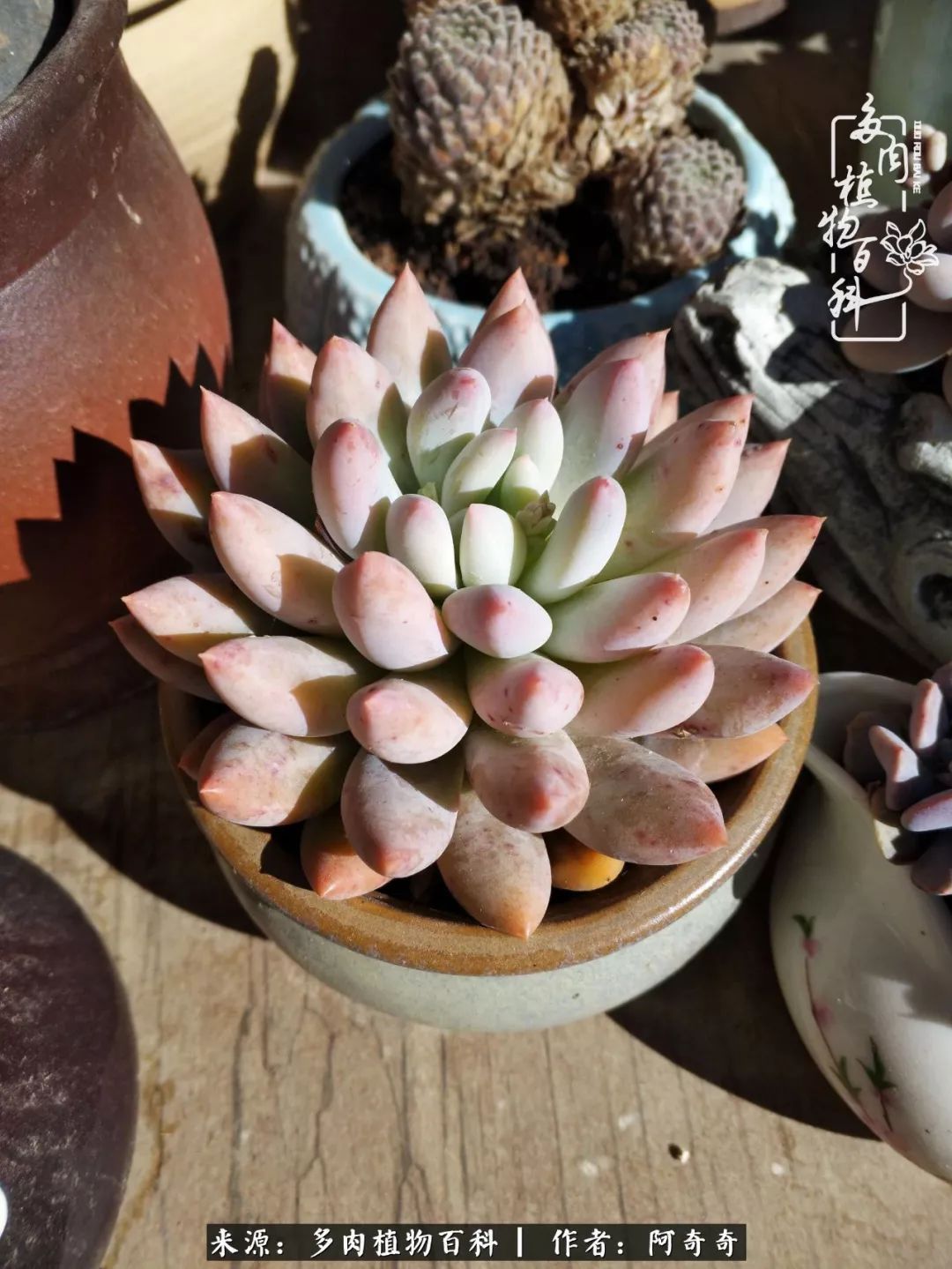 静心养多肉，只是为了在成人的世界里随波不逐流！