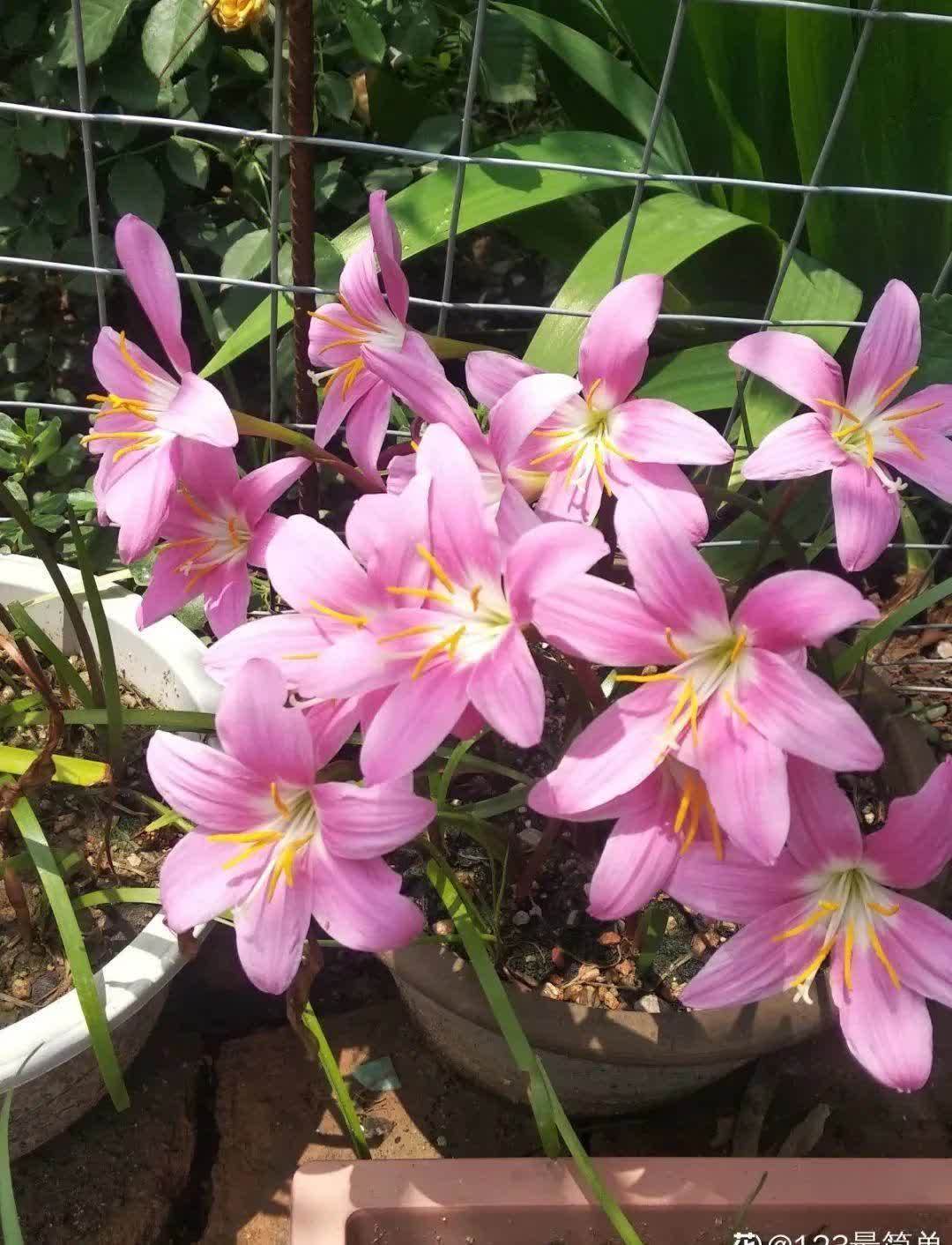 风雨兰太皮实,暴晒淋大雨,反而疯狂开花
