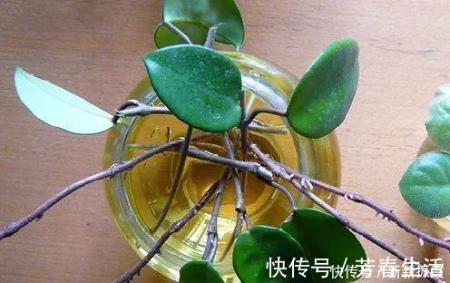 枝条|茉莉花扦插有机关,砍这一段枝条,插土里3天就活