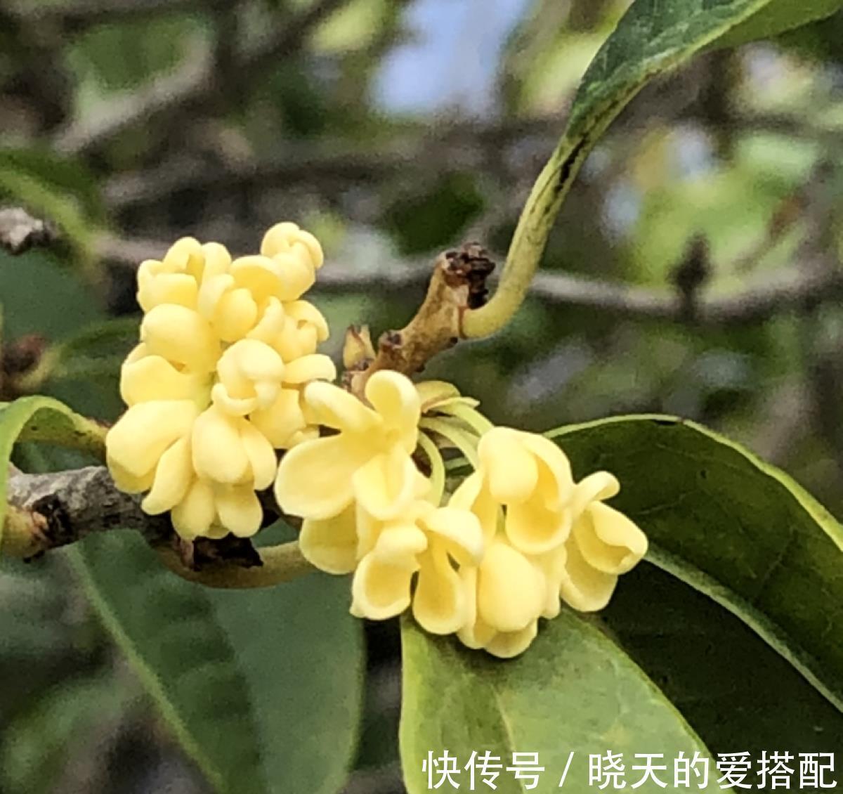 桂花|养4种植物堪称“投资”，养得越久，价值翻好几倍
