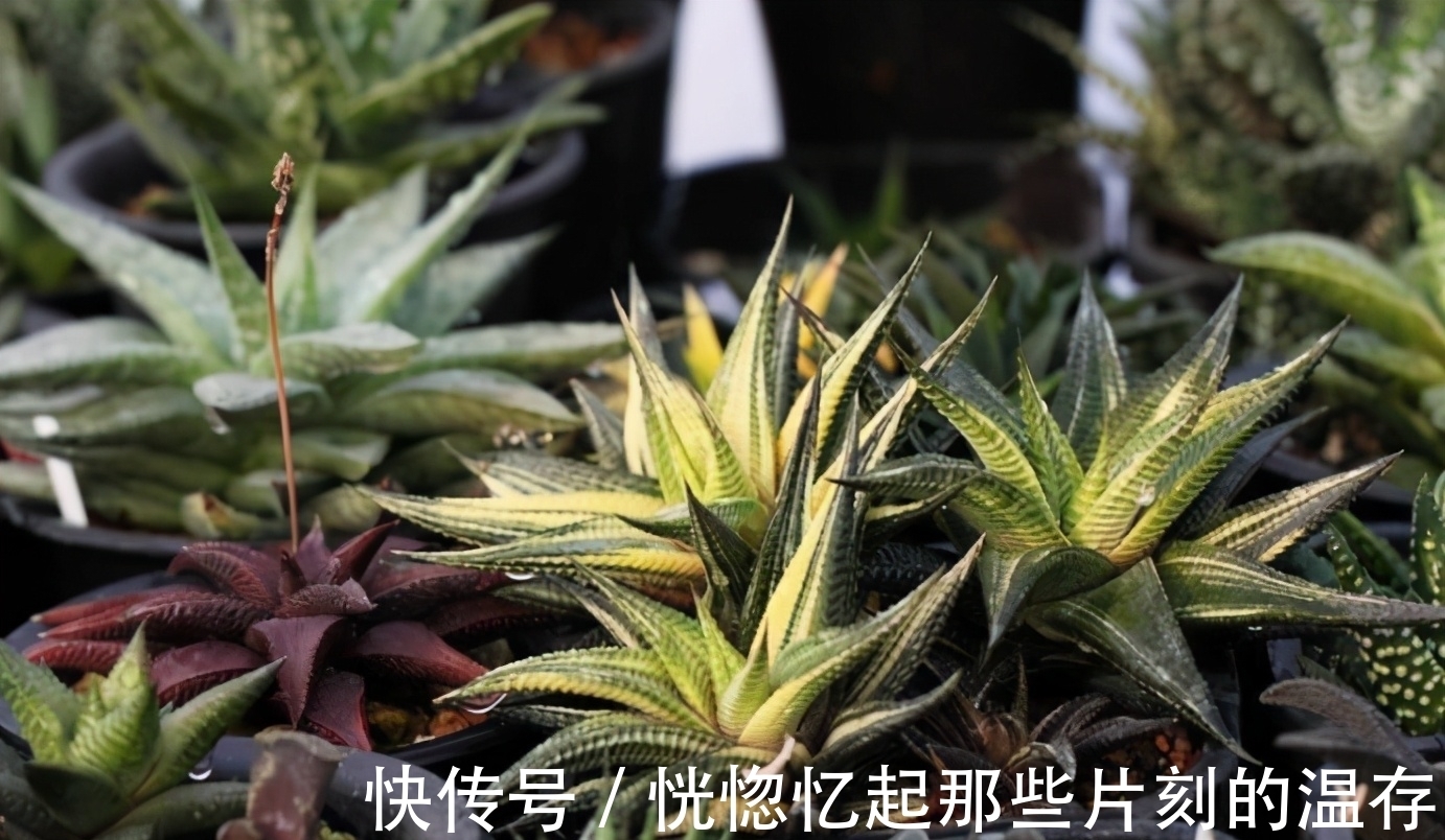 硬叶|多肉要使劲晒才能出状态？这4种多肉“怕晒”，暴晒难养好