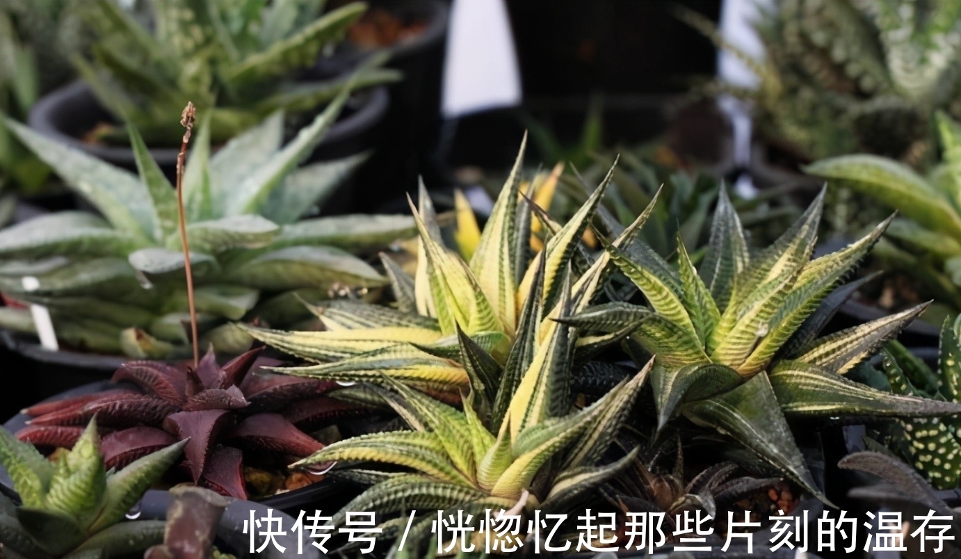 硬叶|多肉要使劲晒才能出状态?这4种多肉“怕晒”,暴晒难养好