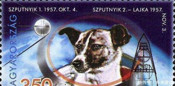 生物 人类航天的第一功臣是条狗狗, 它叫莱卡! 现在仍漂流的太空!