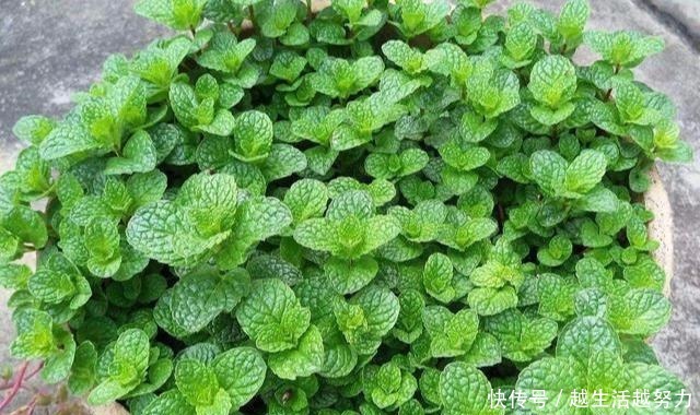 薄荷土里加“一料”,不枯黄不徒长,蹭蹭冒嫩芽,清香怡人一整年!