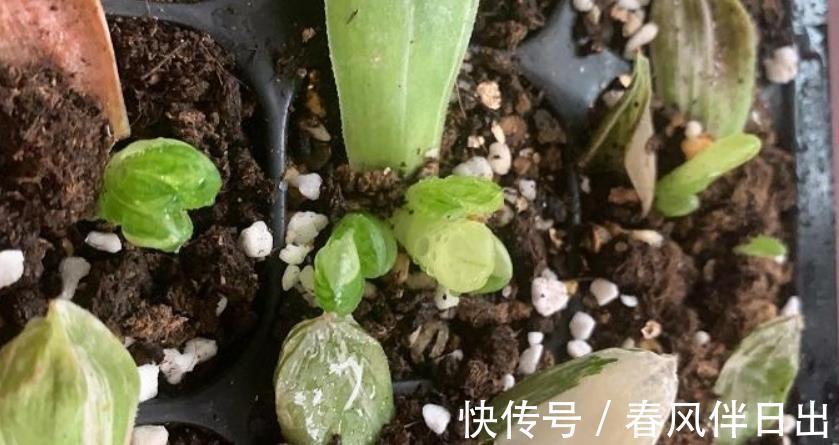 多肉|叶插多肉植物玉露,注意3个技巧才不容易出问题