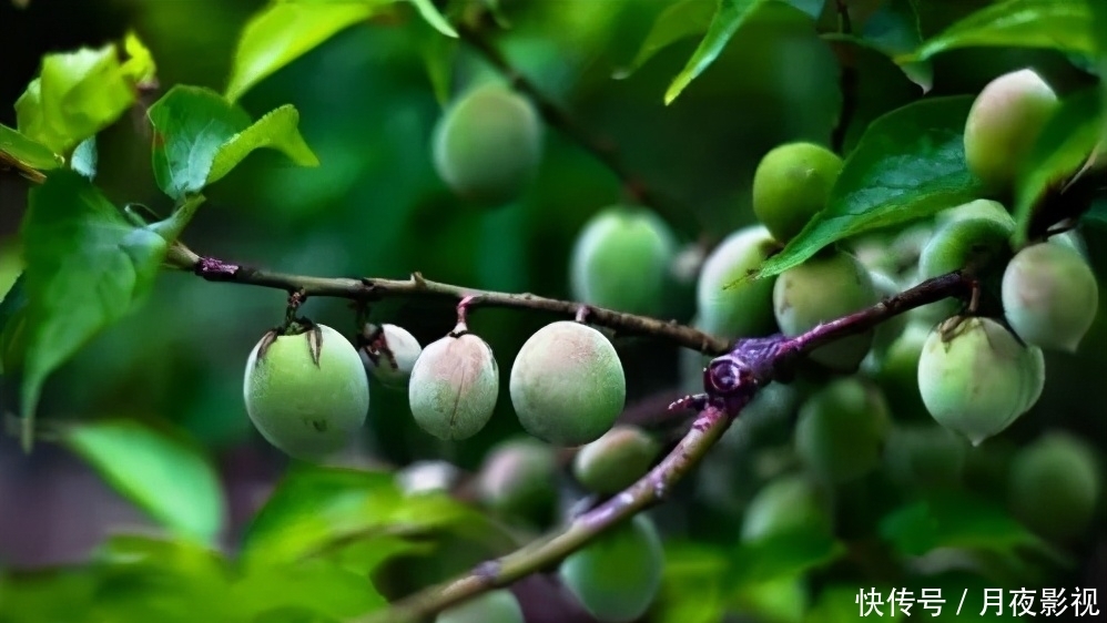 寓意|《诗经》里的这首小诗,为何暗合了千年之后宋代词人辛弃疾的心愿