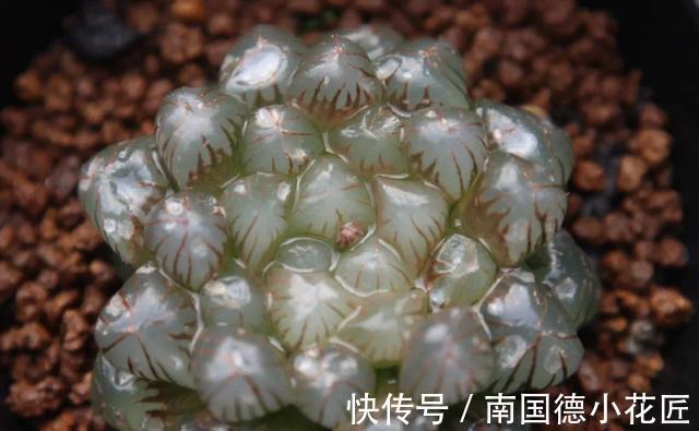 巧克力色|新手选这些“普货”多肉来养,好养又省心,养出状态来也很漂亮