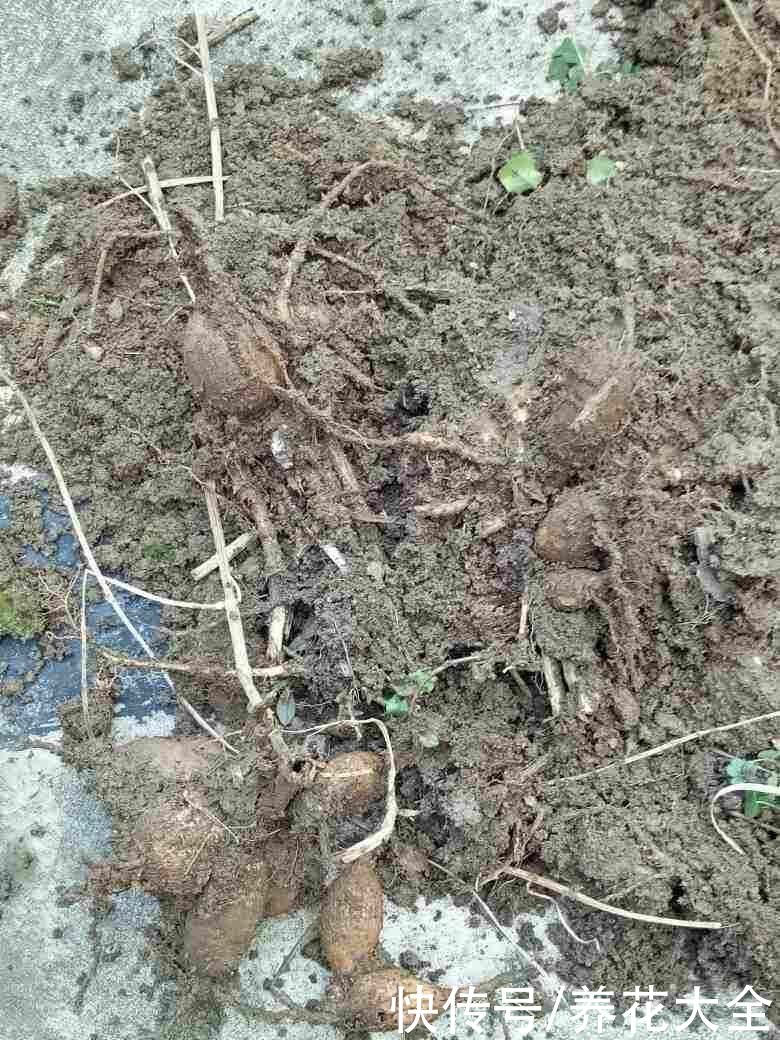 这5种动物粪便，居然是养花神器，越用花卉长得越旺