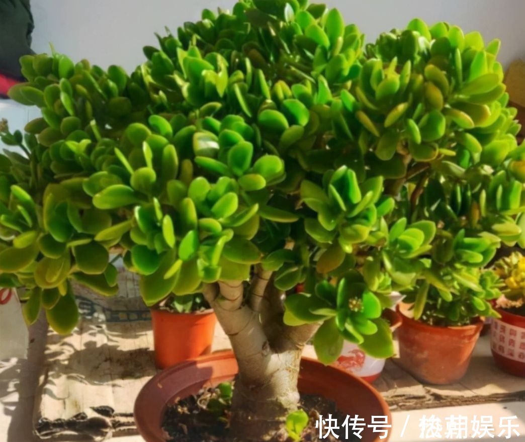 仙人球|8种花不能多浇水,“少水少肥”伺候它,反而长势旺盛开花多