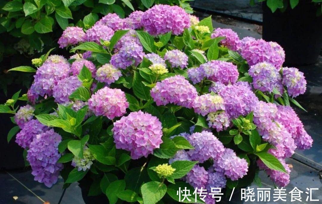 10种花“冷天”长得慢，“穷养”多晒更健壮，不然易烂根，难过冬