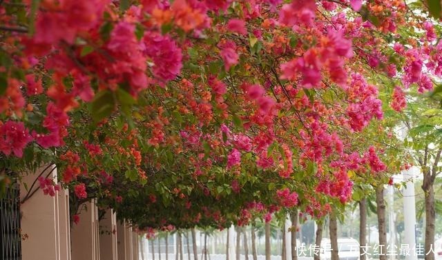 这1种花树,越养越“贵”,养上几年就成老桩树,上千都不卖