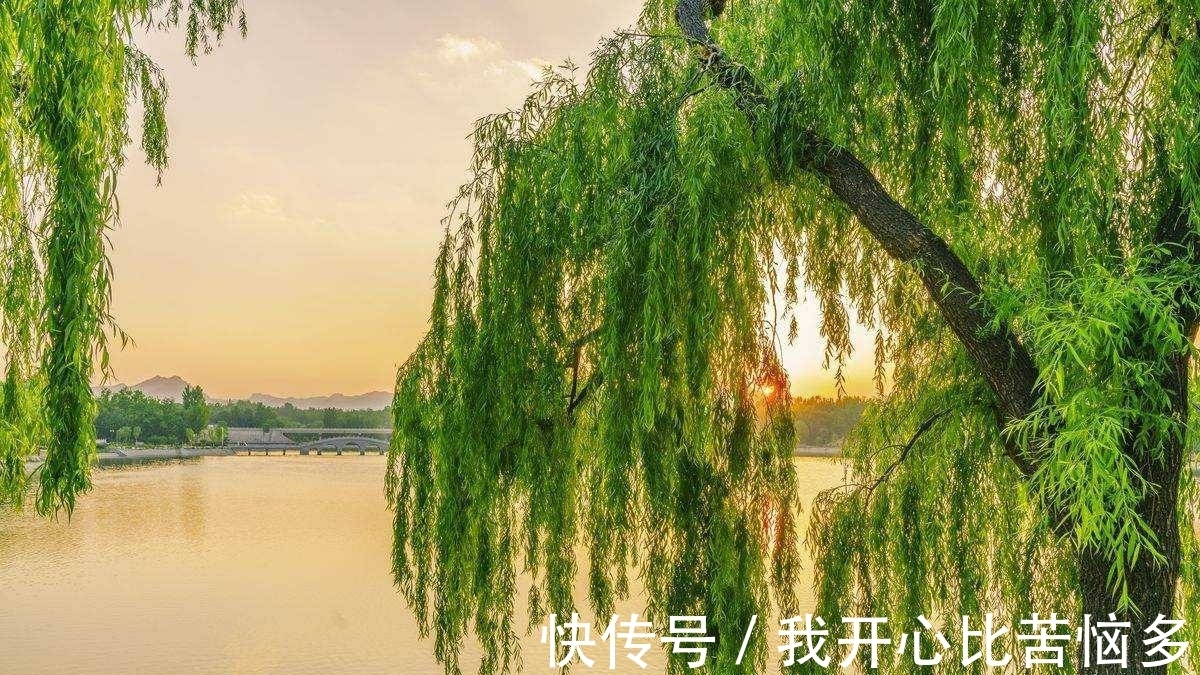 春雪&冬柳诗三首,零落衰条含蕴春意,白雪却嫌春色晚,故穿庭树作飞花