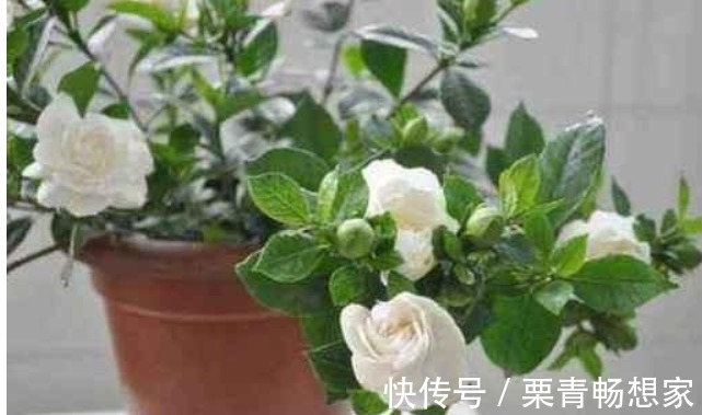 栀子花、茉莉花、都爱喝“1种液体”,用后叶子绿、开花旺