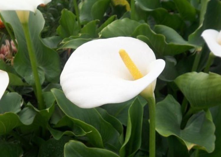 几种花好养易活,旺财又养人,比牡丹还美,年年开花美翻