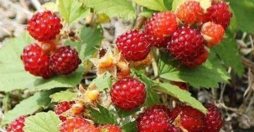 此种植物果实似草莓，叶子四季常青，整个植株上下都是宝