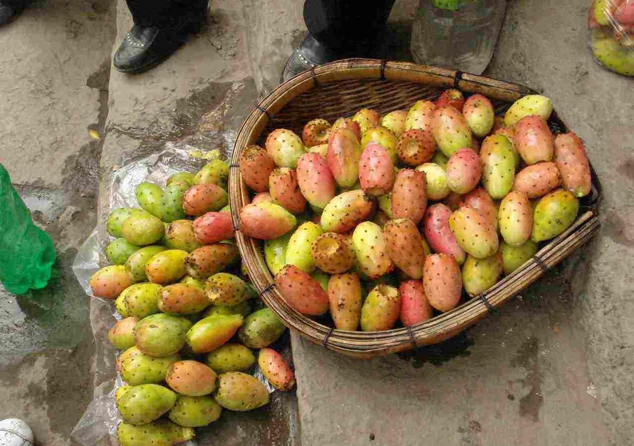 仙人果|仙人掌高10米,开黄花,挂红果,长成几十年的树,太霸气了