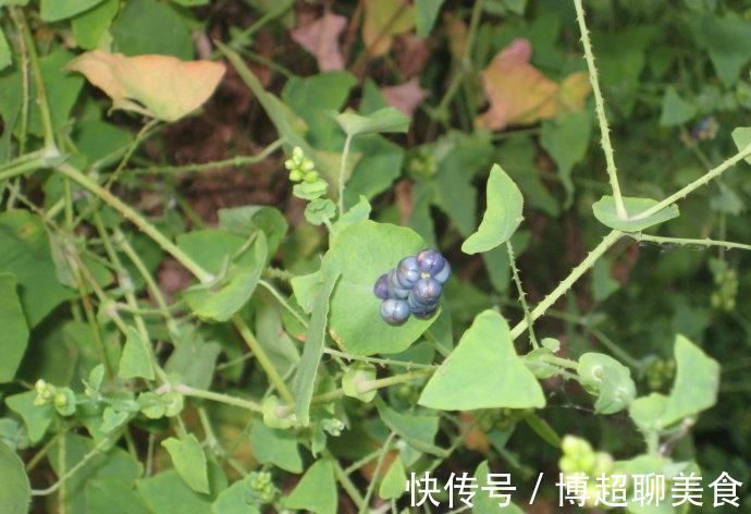 用途|农村这野草很普通，但名字很霸气，用途很大，是农民救命药？