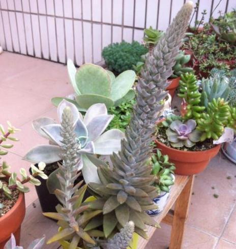 瓦松老一辈的回忆,喜在8、9月开花,盆栽得抓住4个细节