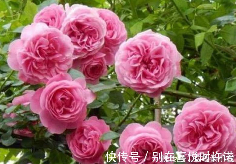 月季|4种花比牡丹还漂亮,比绿萝还好养,年年花开不断,一盆开花100朵