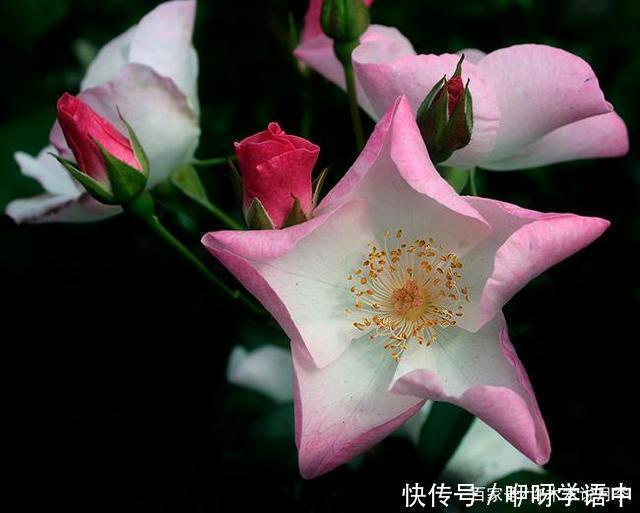 粉色|5款唯美粉色月季。美人如玉粉妆琢，粉色娇羞白如雪。抗病好养