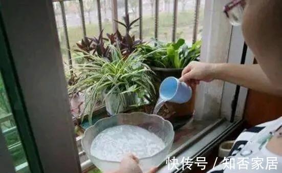 养花盆土硬邦邦，自制一碗水，土壤松软似面包，肥力足