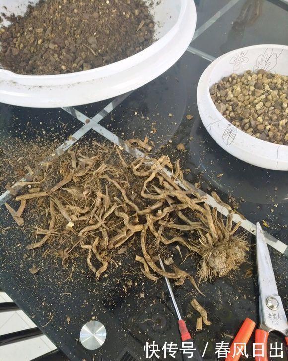 养好兰花只用此一招！兰花换盆，分盆，捂老头，爆芽，爆花