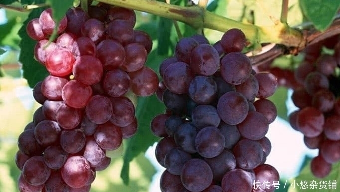 女性|有子宫肌瘤的女性，这些食物要多吃，帮你活血化瘀，子宫更健康