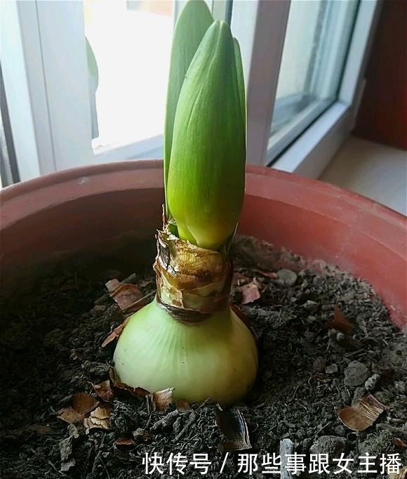 一种很容易养的花,养了2个月就开花,花朵比汤碗还大,美翻了!