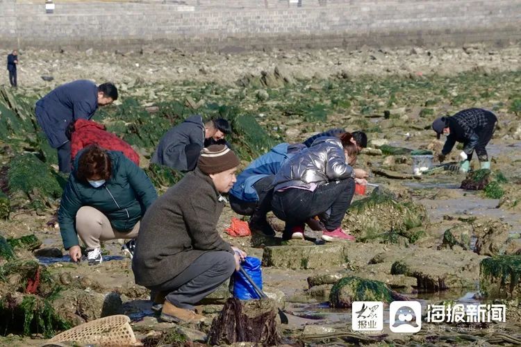 海螺、蛏子！这里的小海鲜，一挖一“麻袋”！