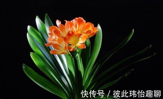 植料|君子兰小苗,做好几点,长得快早日开花