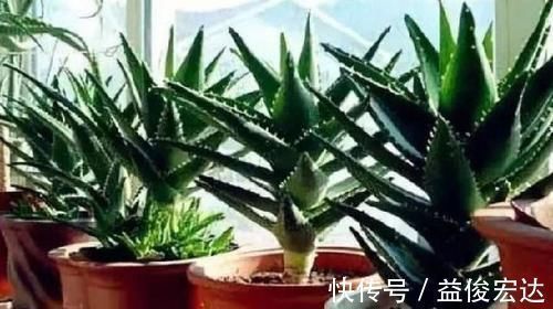 养花就养3种花，家里养一盆，寓意吉祥人人爱，家里养真适合