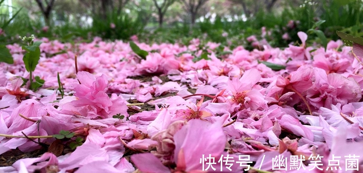 虞美人 雨后同干誉才卿置酒来禽花下作@八句话,四幅画,叶梦得的一首小词,昂扬向上,充满青春的气息