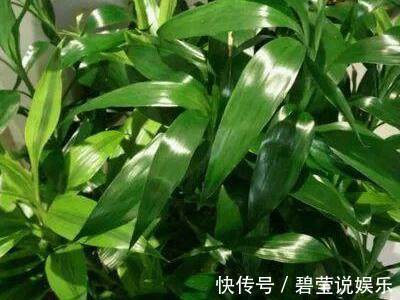 满枝|这几种常见的药片拿来养花,根壮叶绿,花开满枝,养多久都不生病
