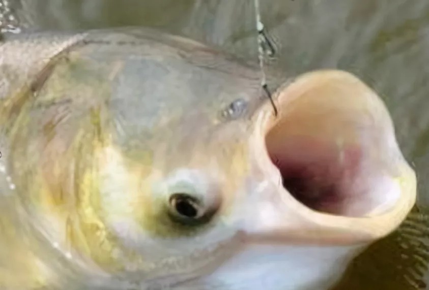 雾化|鲢鳙鱼原来这么易钓！用这个钓法，两个小时装满两个鱼护