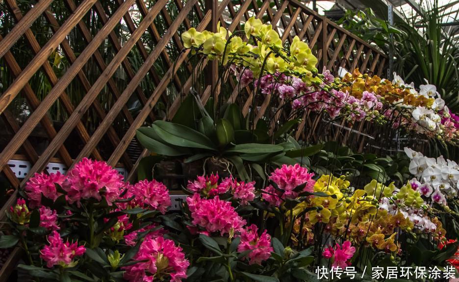 扦插|“花痴”一般有这3个习惯,你中招了吗?