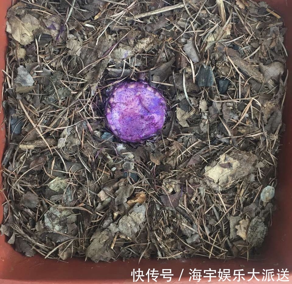 君子兰|李大姐养君子兰,开春“切一刀”,养60天,冒出9个芽,要爆盆了