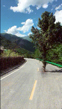 |搞笑GIF:谁认识这马路中间的这棵树,难道叫钉子树