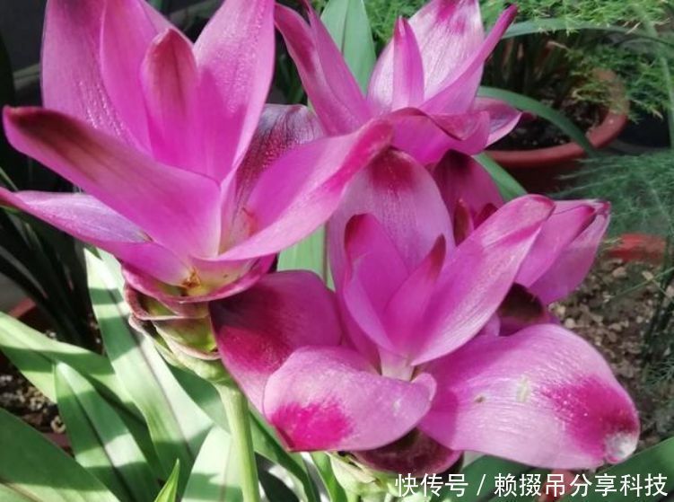 盆土里种块“姜”,7天发芽,30天后长出“大荷花”,太漂亮了