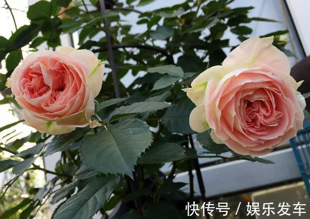 朱丽叶|打造阳台上的月季园,这10个月季品种不可少