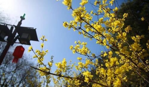 春天里的陕西丨春日大唐芙蓉园 花开烂漫正当时