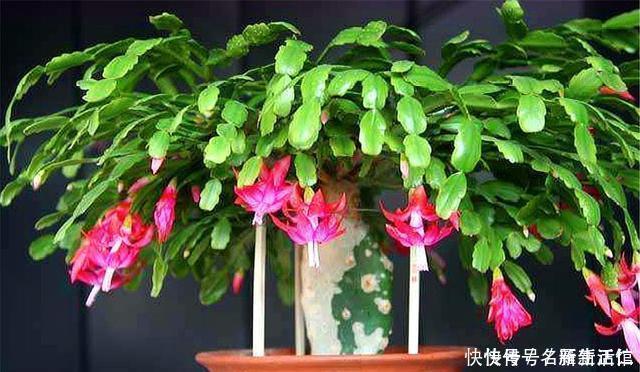 蟹爪兰花后总是叶子干瘪打蔫3个“笨办法”,下一波爆炸式开花