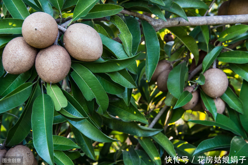 满枝|开花结果前，用啥花肥多不如它，养啥旺啥，花爆盆果子挂满枝