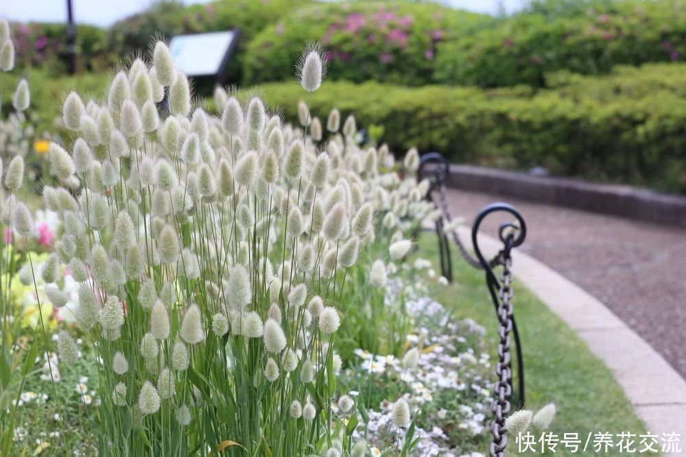 盆栽|5月开花烂漫的兔尾草，适合盆栽，比狗尾巴草还好养