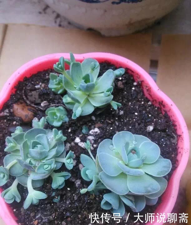 爱过|有些多肉就爱过夏天,越晒越渴越美艳,养一棵就值了!