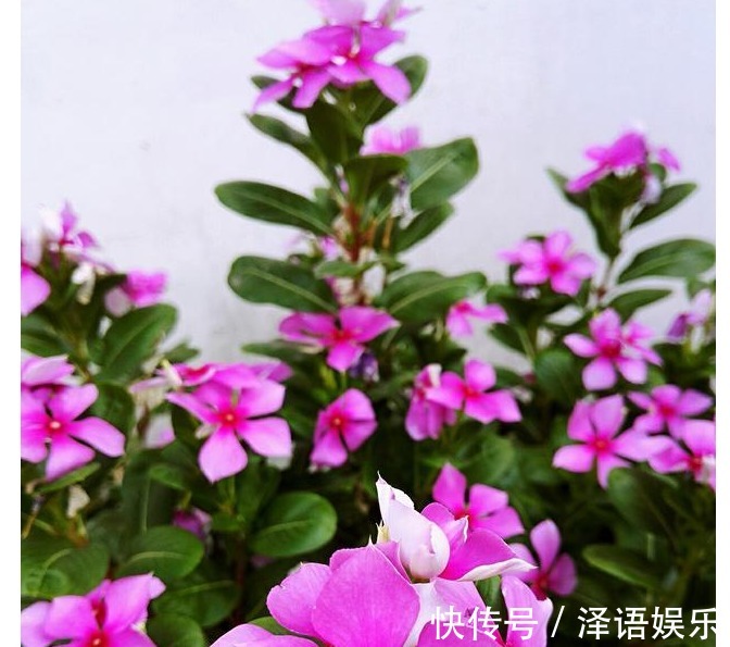 夏季就养以下6种花,越热越疯长,越晒越开花,给点水就爆盆了