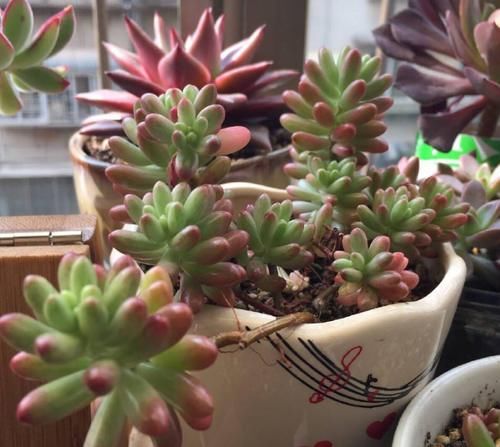 4月末，养殖多肉莫错过最后的换盆时机，操作得当1周就服盆