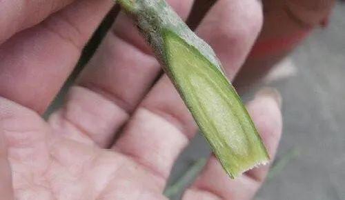 嫁接|嫁接达人,玉树嫁接长寿上,花友直呼内行!