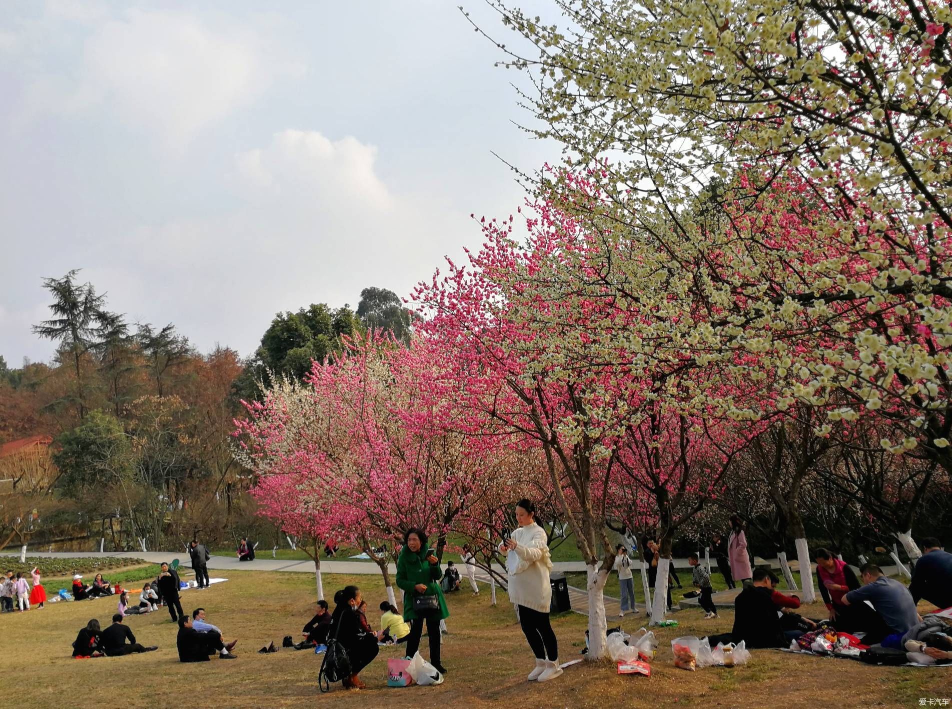 中年|大年初一的成都植物园